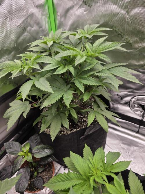 Akhet/Solaris - Anubis x SS [G6]. Week 7 - Day 46
