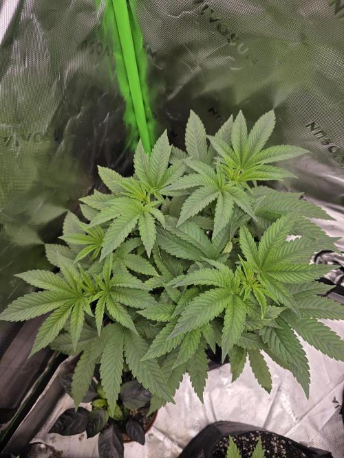 Akhet/Solaris - Anubis x SS [G6]. Week 7 - Day 46