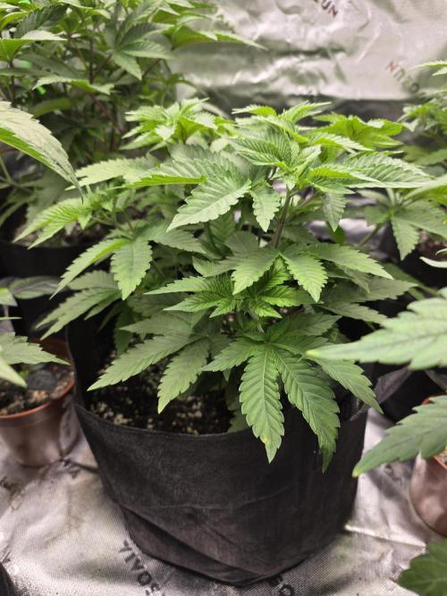 Akhet/Solaris - Anubis x SS [G6]. Week 7 - Day 46