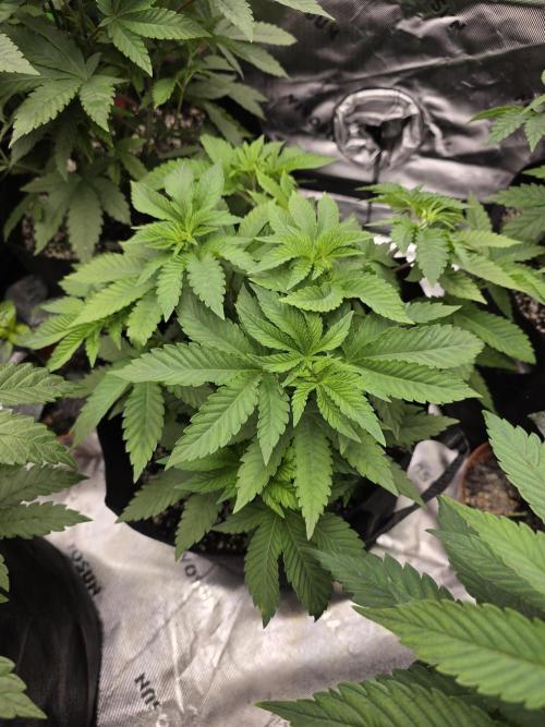 Akhet/Solaris - Anubis x SS [G6]. Week 7 - Day 46
