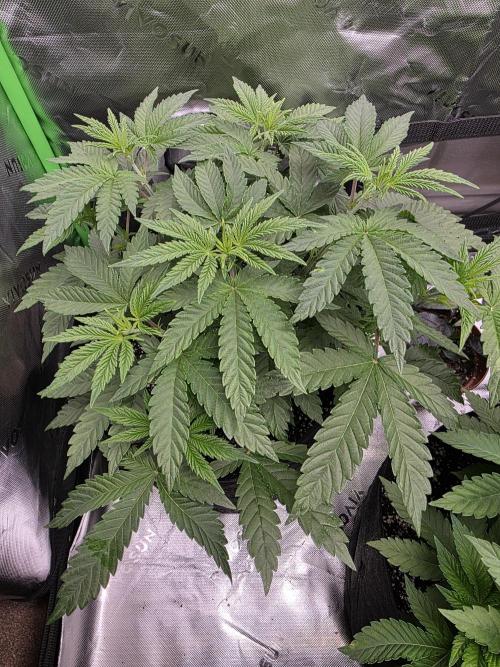 Lady Lazarus - Dead Fred [G6]. Week 7 - Day 46
