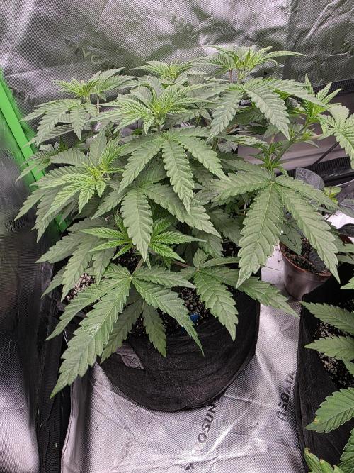 Lady Lazarus - Dead Fred [G6]. Week 7 - Day 46