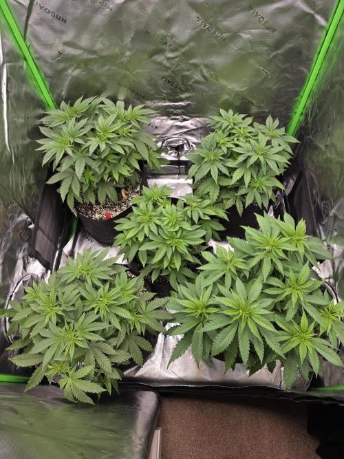 Lady Lazarus - Dead Fred [G6]. Week 7 - Day 46