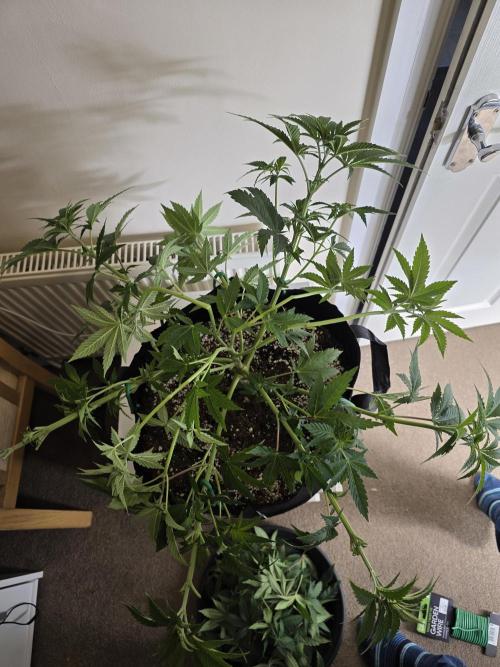 Monstera - Triple Cheese [G6]. Week 8 - Day 55