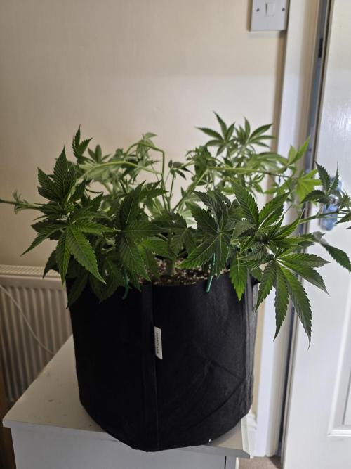 Monstera - Triple Cheese [G6]. Week 8 - Day 55
