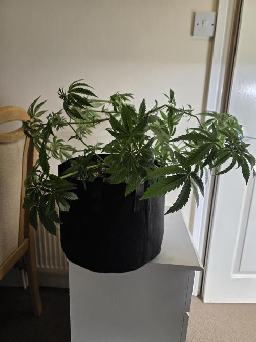 Lady Lazarus - Dead Fred [G6]. Week 8 - Day 55