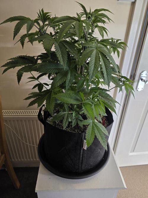 Akhet/Solaris - Anubis x SS [G6]. Week 8 - Day 55