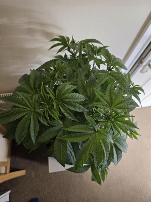 Akhet/Solaris - Anubis x SS [G6]. Week 8 - Day 55