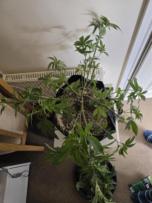 Akhet/Solaris - Anubis x SS [G6]. Week 8 - Day 55