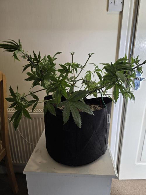 Akhet/Solaris - Anubis x SS [G6]. Week 8 - Day 55