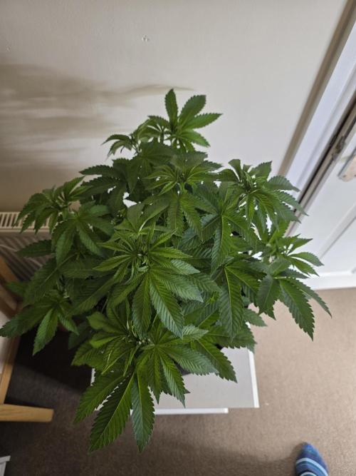 Akhet/Solaris - Anubis x SS [G6]. Week 8 - Day 55