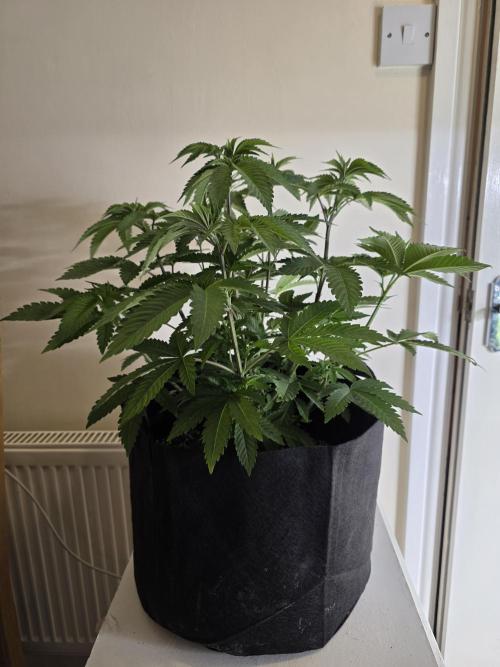 Akhet/Solaris - Anubis x SS [G6]. Week 8 - Day 55