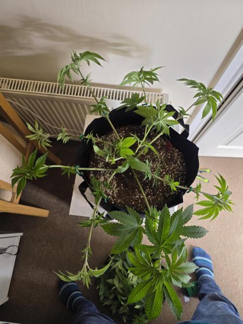 Akhet/Solaris - Anubis x SS [G6]. Week 8 - Day 55