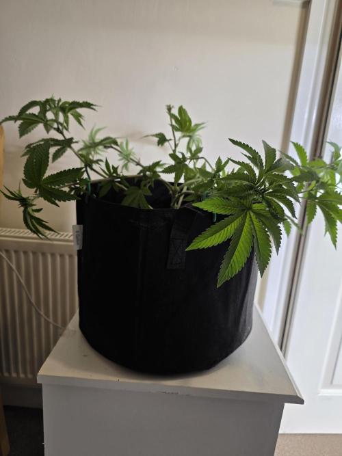 Akhet/Solaris - Anubis x SS [G6]. Week 8 - Day 55
