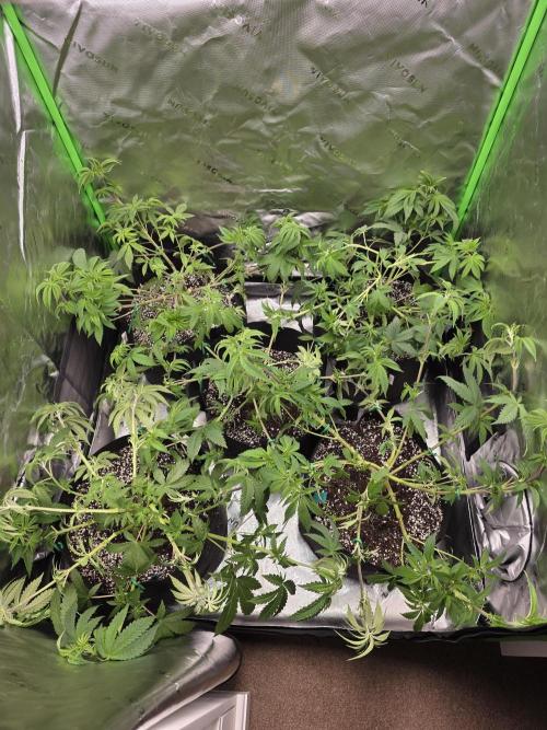 Akhet/Solaris - Anubis x SS [G6]. Week 8 - Day 55