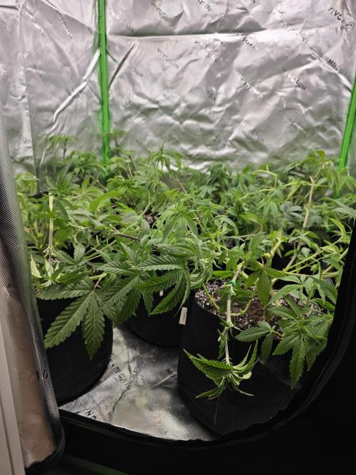 Akhet/Solaris - Anubis x SS [G6]. Week 8 - Day 55