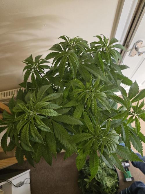 Zarola - Super Lemon Haze [G6]. Week 9 - Day 58