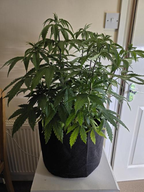 Zarola - Super Lemon Haze [G6]. Week 9 - Day 58