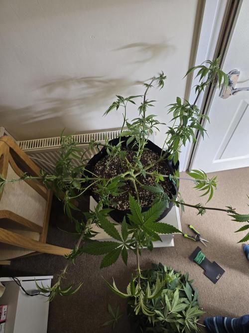 Zarola - Super Lemon Haze [G6]. Week 9 - Day 58