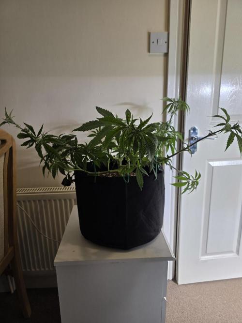 Zarola - Super Lemon Haze [G6]. Week 9 - Day 58