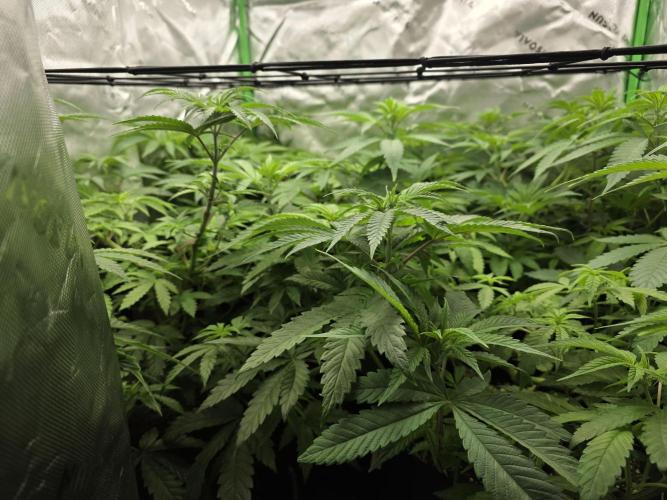 Zarola - Super Lemon Haze [G6]. Week 10 - Day 64