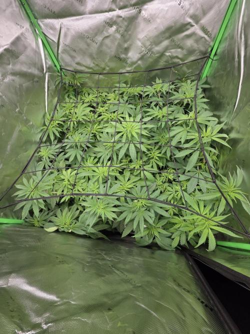 Akhet/Solaris - Anubis x SS [G6]. Week 9 - Day 61