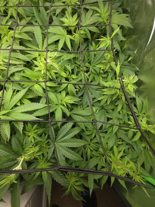 Zarola - Super Lemon Haze [G6]. Week 10 - Day 68