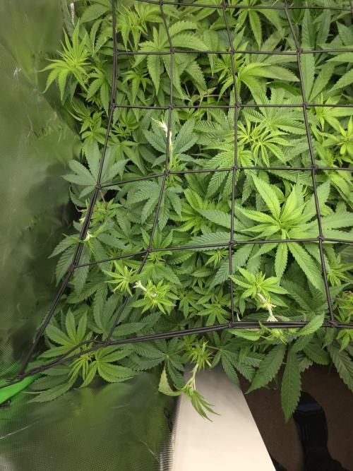 Lady Lazarus - Dead Fred [G6]. Week 10 - Day 65