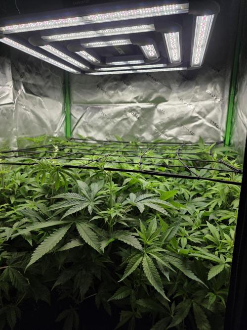 Lady Lazarus - Dead Fred [G6]. Week 10 - Day 65