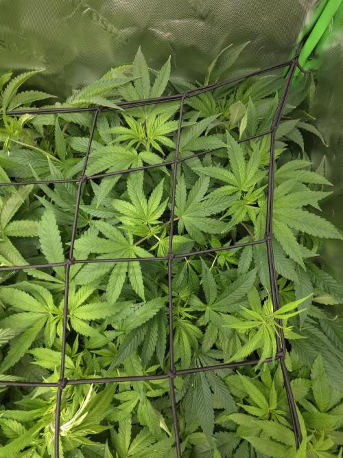 Monstera - Triple Cheese [G6]. Week 10 - Day 65