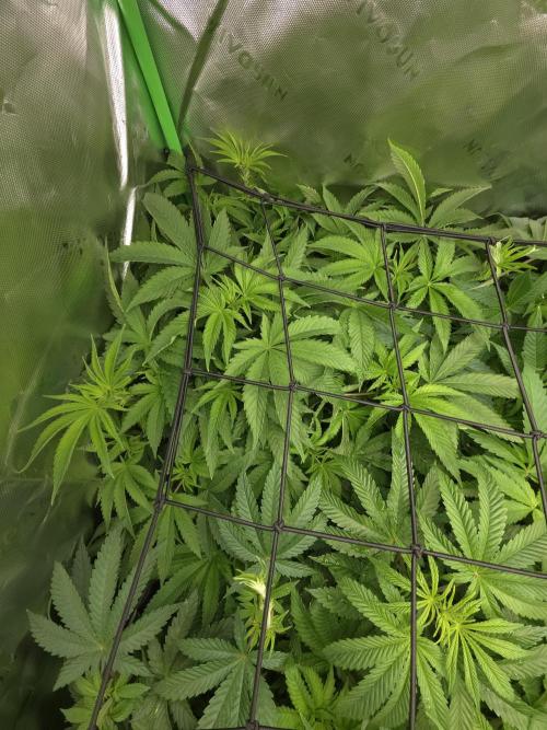 Akhet/Solaris - Anubis x SS [G6]. Week 10 - Day 65