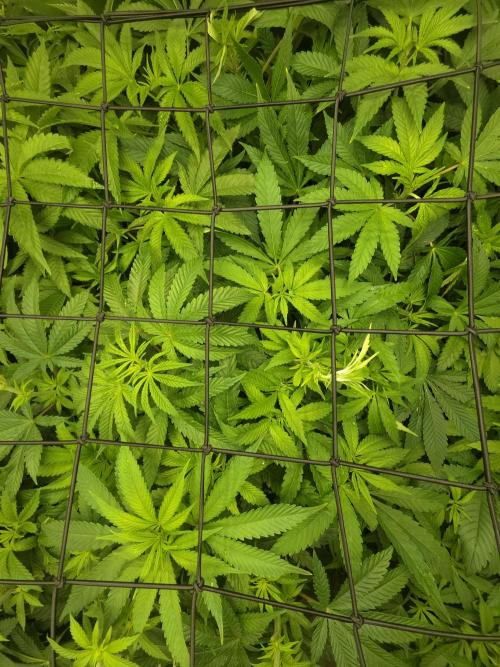 Akhet/Solaris - Anubis x SS [G6]. Week 10 - Day 65