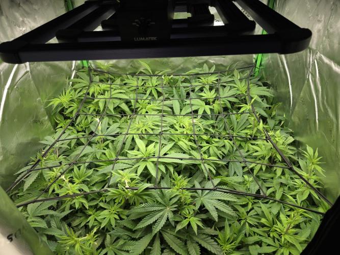 Akhet/Solaris - Anubis x SS [G6]. Week 10 - Day 65