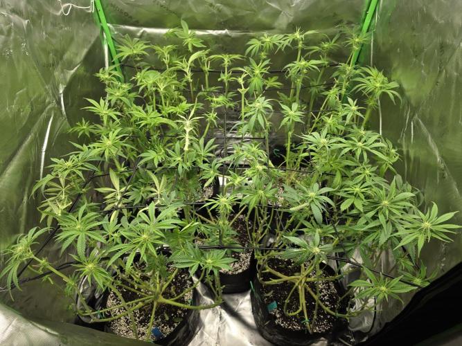 Zarola - Super Lemon Haze [G6]. Week 12 - Day 79