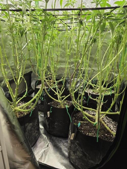 Super Lemon Haze. Week 12