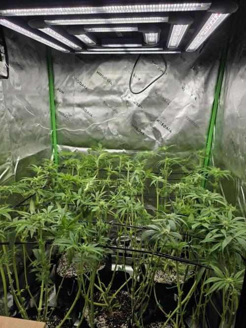 Akhet/Solaris - Anubis x SS [G6]. Week 12 - Day 76