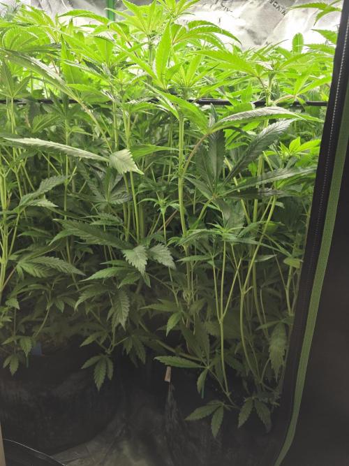 Triple Cheese. Week 11