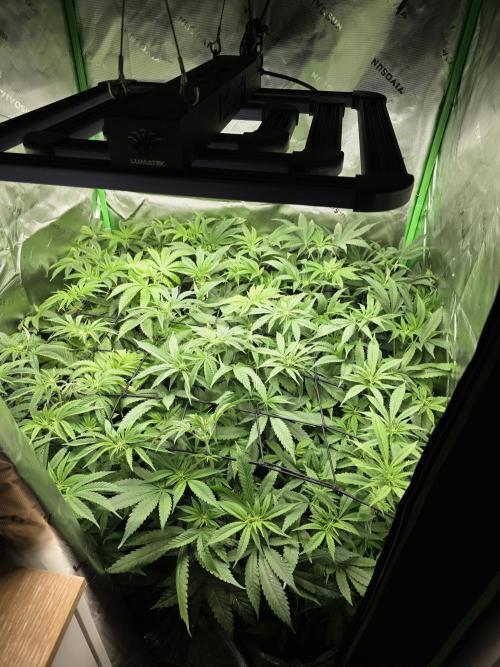 Monstera - Triple Cheese [G6]. Week 11 - Day 72