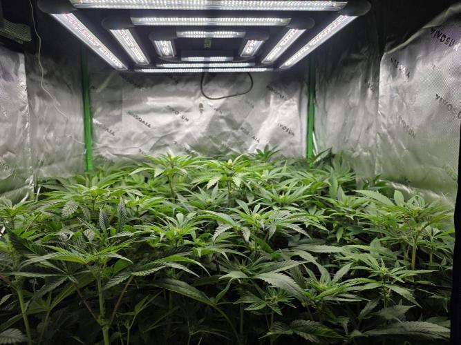 Monstera - Triple Cheese [G6]. Week 12 - Day 76