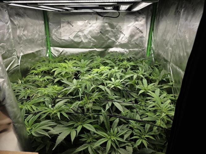 Akhet/Solaris - Anubis x SS [G6]. Week 11 - Day 72