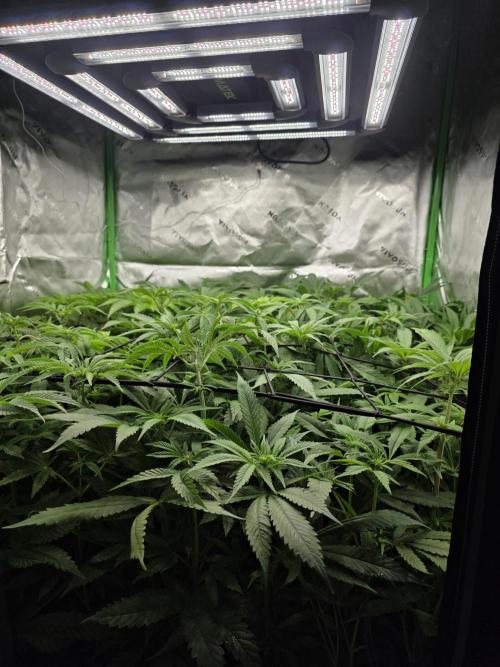 Anubis x Sunset Sherbet. Week 11