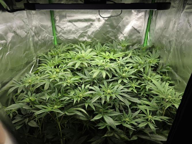 Akhet/Solaris - Anubis x SS [G6]. Week 12 - Day 76