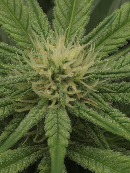 Zarola - Super Lemon Haze [G6]. Week 12 - Day 84