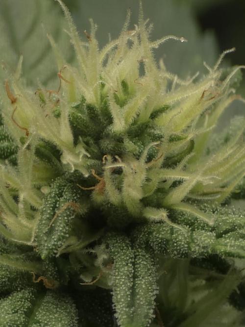 Zarola - Super Lemon Haze [G6]. Week 12 - Day 84
