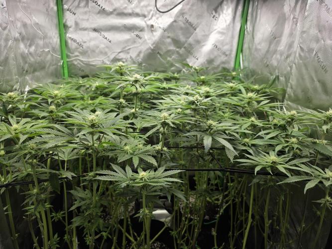 Lady Lazarus - Dead Fred [G6]. Week 12 - Day 81
