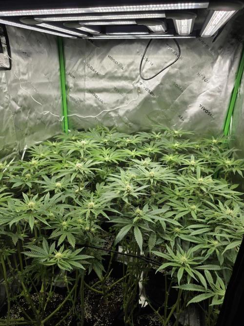 Lady Lazarus - Dead Fred [G6]. Week 12 - Day 81