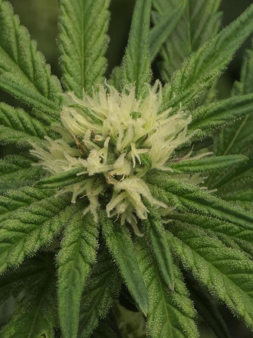 Lady Lazarus - Dead Fred [G6]. Week 12 - Day 81