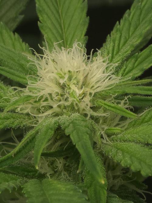 Monstera - Triple Cheese [G6]. Week 12 - Day 81