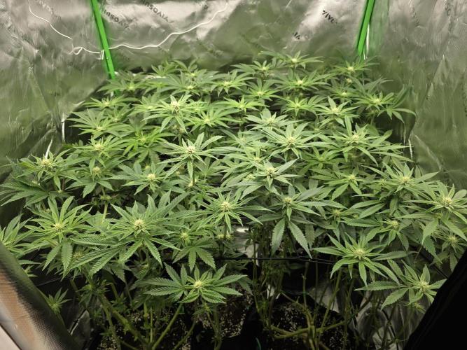 Akhet/Solaris - Anubis x SS [G6]. Week 12 - Day 81