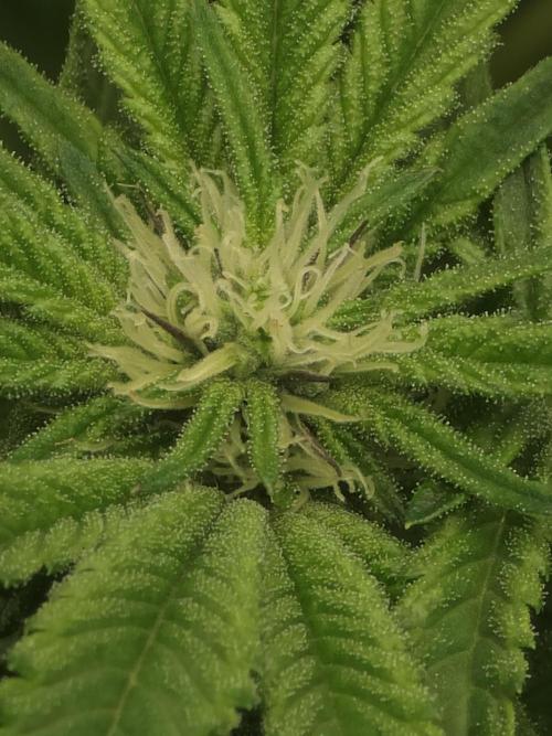 Akhet/Solaris - Anubis x SS [G6]. Week 12 - Day 81